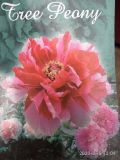 Дървовиден божур / Ориенталска роза / Tree Peony Oriental Rose Light Pink