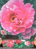 Дървовиден божур / Ориенталска роза / Tree Peony Oriental Rose Light Pink
